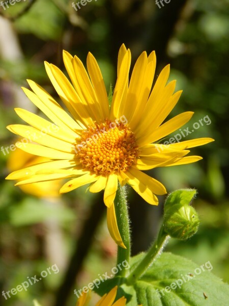 Arnica Blossom Bloom Yellow Medicinal Plant