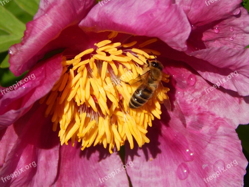 Peony Bee Nature Free Photos