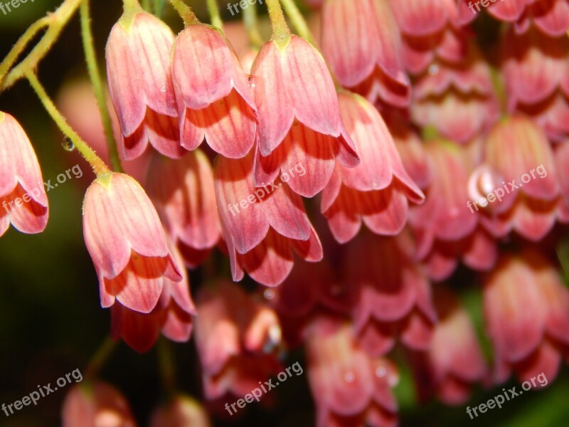 Bell Blossom Bloom Pink Free Photos