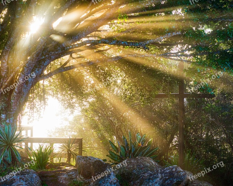 Sunlight Tree Forest Landscape Nature