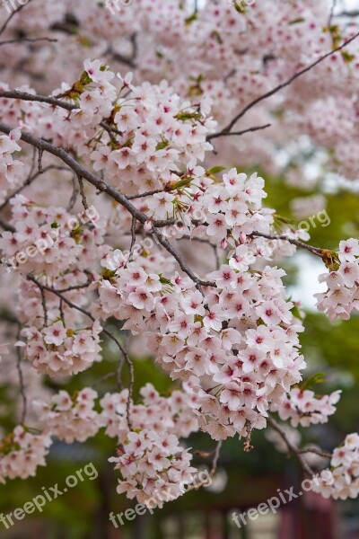 Cherry Blossom South Korea Flower Spring Nature