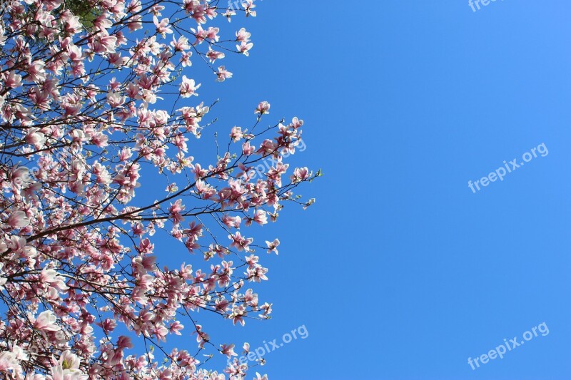 Tree Blossom Blossoms Sprint Bloom