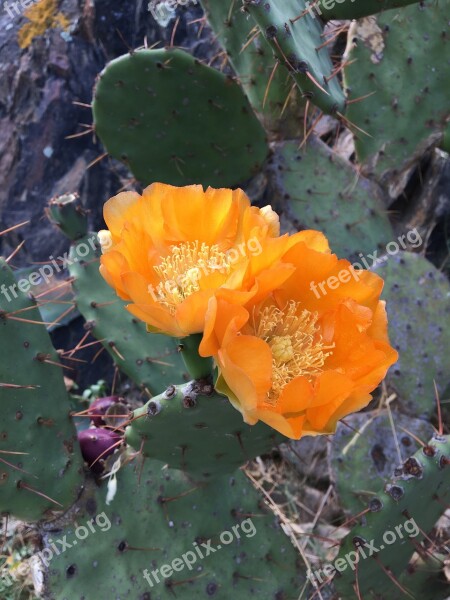 Cactus Plant Flowers Nature Green