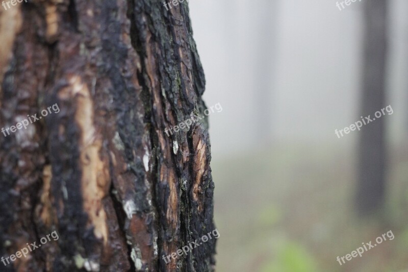 Pine Tree Bark Tree Bark Nature Wood