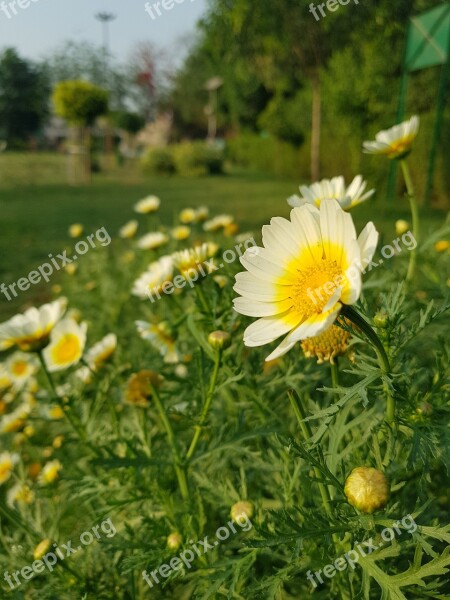 Flowers Agriculture Leafs Plant Organic