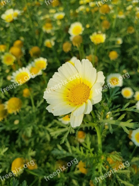 Flowers Agriculture Leafs Plant Organic