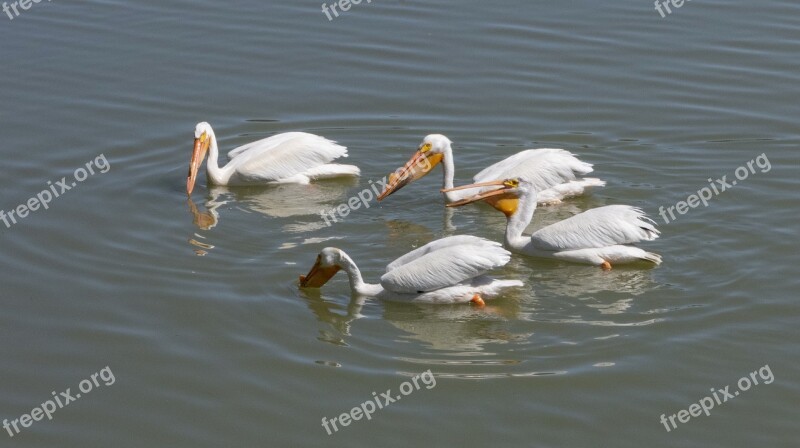 Pelicans Bird Waterfowl White Nature