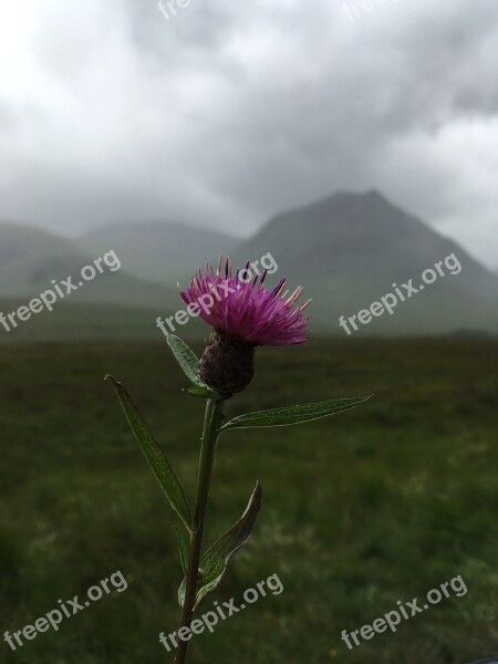 Scotland Thistle Scottish Flower Nature