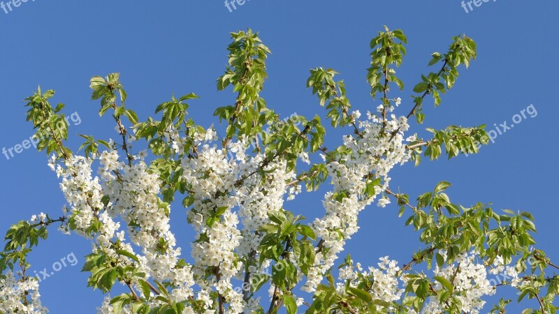 Cherry Spring Flowers April Nature