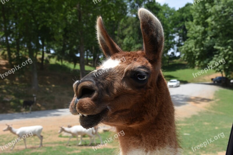 Lama Brown Llama Alpaca Animal