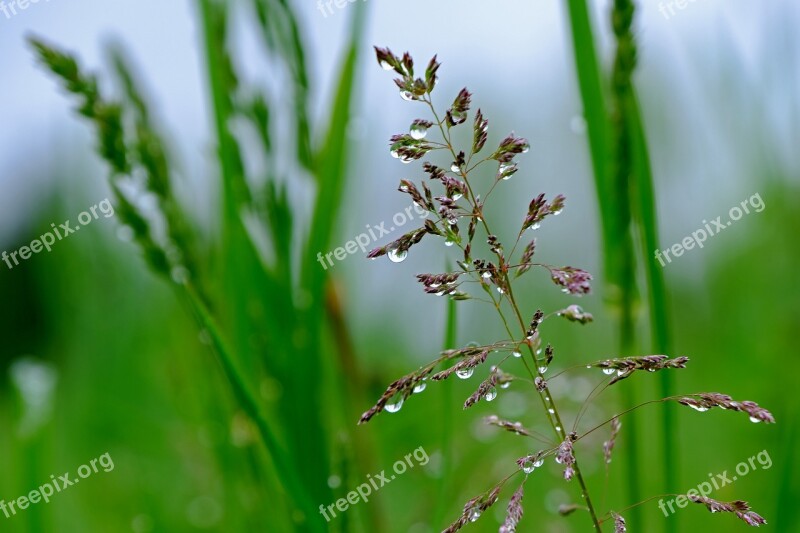 Bamboo Grassedit This Page Raindrop Grass Beaded Drip