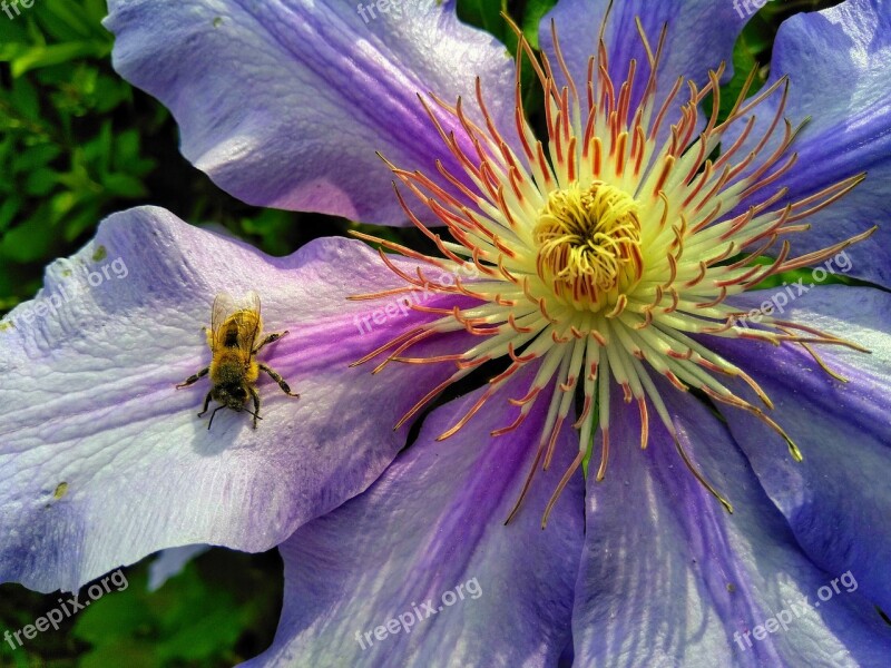 Bee Blossom Bloom Macro Free Photos