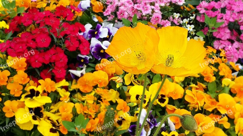 Poppy Pansy Flowers Plants Spring