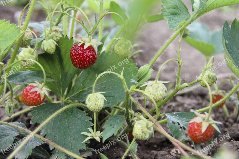 Berry Strawberry Nutrition Red Sweet