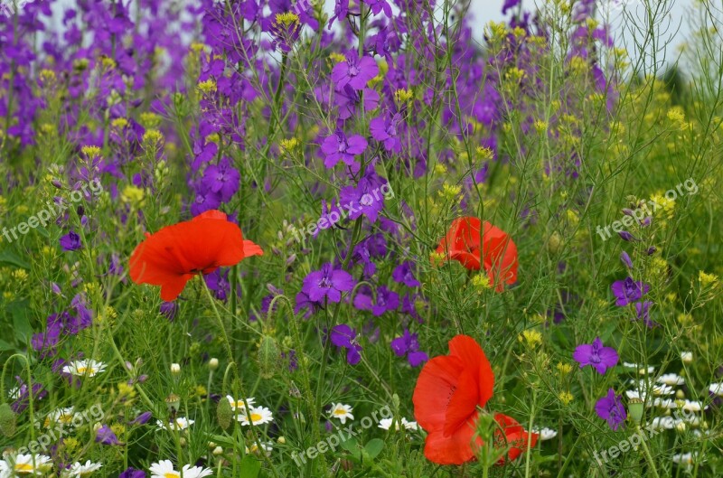 Meadow Crow's-feet Poppy Daisy Grass