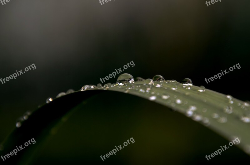 Rain Drop Foliage Mood Water