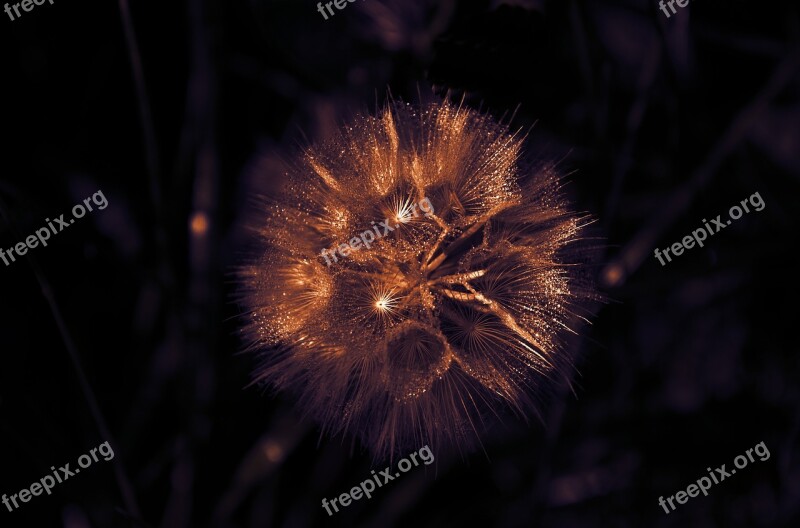 Dandelion Dew Glow Light Wet