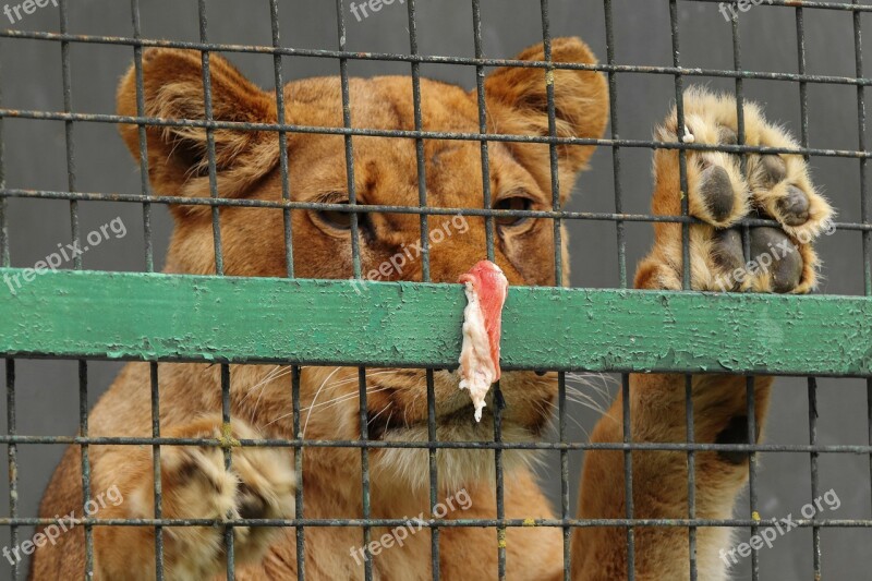 A Lion In A Cage Lion Looking For Meat People Feed The Lion Leo Nevolya