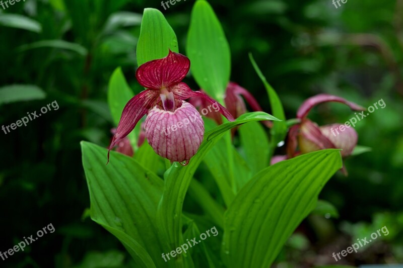 Orchid Garden Cypripedium Blossom Bloom