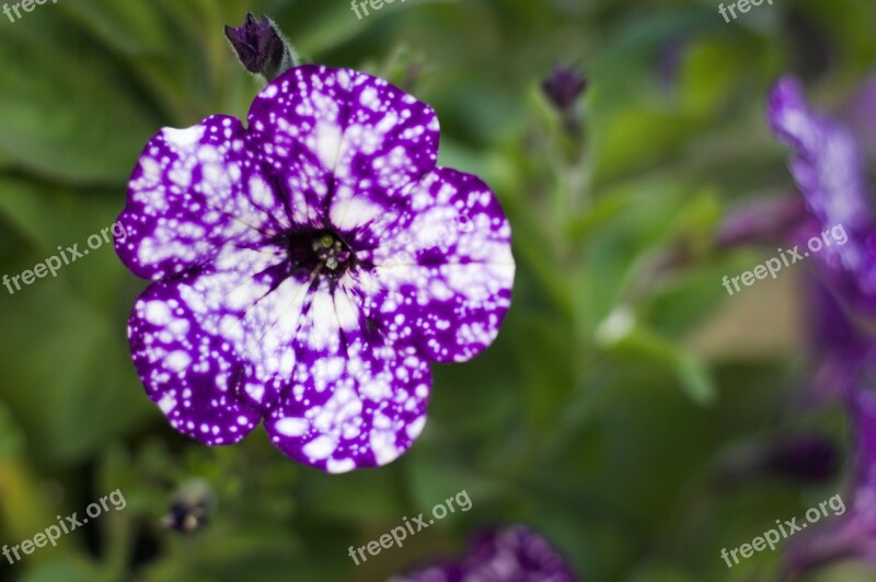 Night Sky Petunia Petunia Flower Blossom Purple