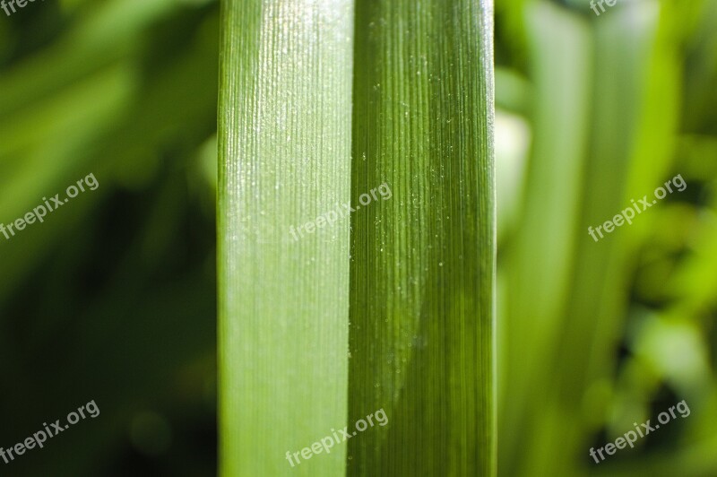 Grass Blade Of Grass Plant Nature Macro