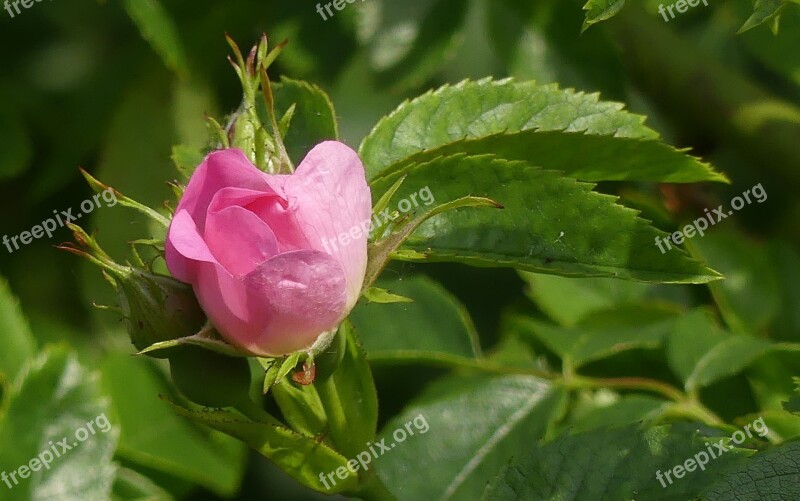 Wild Rose Blossom Bloom Pink Plant