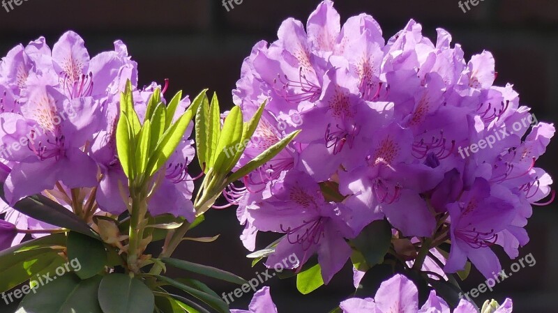 Garden Rhododendron Rhododendron Flower Purple Flowering Shrub