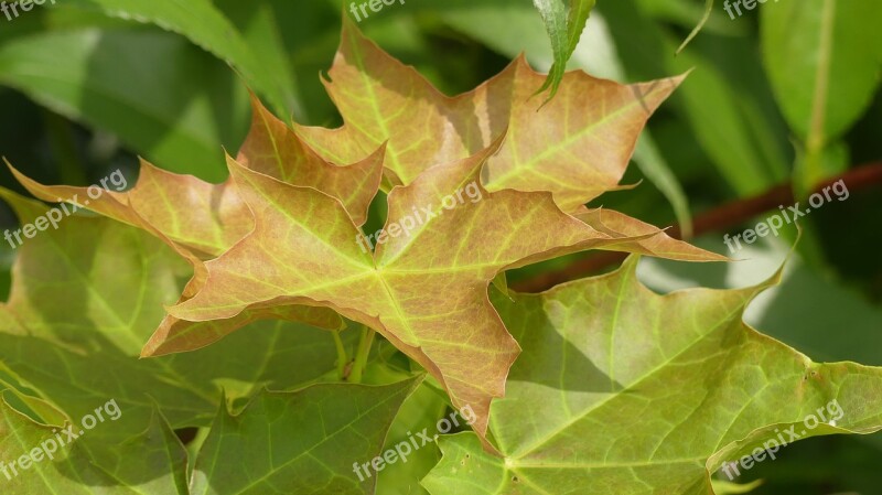 Spring Leaves Green Nature Branch