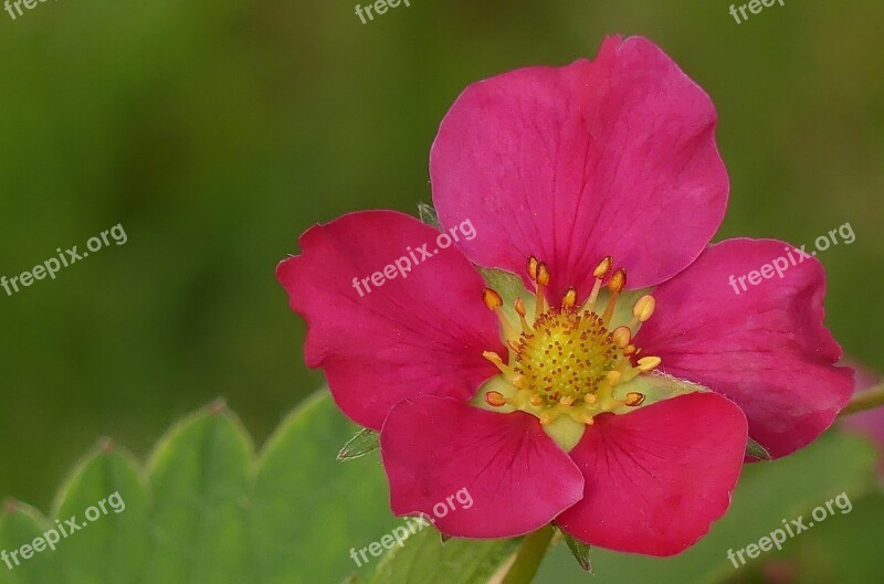 Blossom Bloom Violet Spring Strawberry Flower