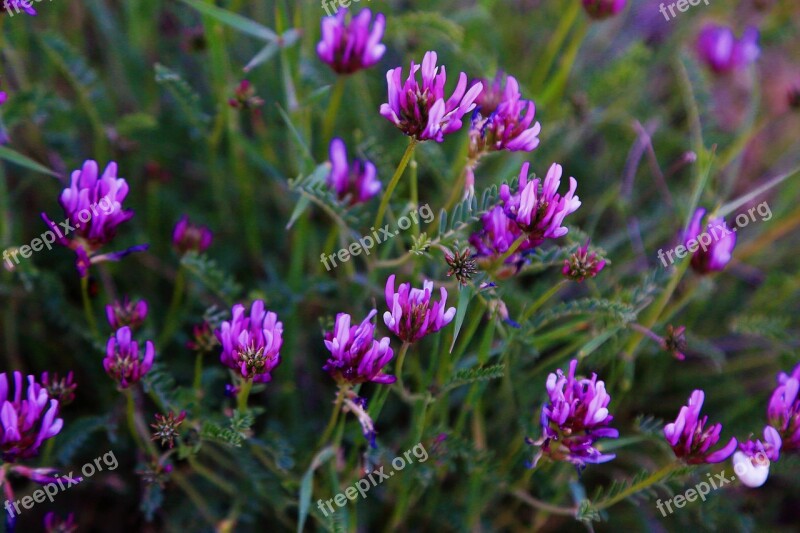 Flowers Spring Purple Nature Beautiful