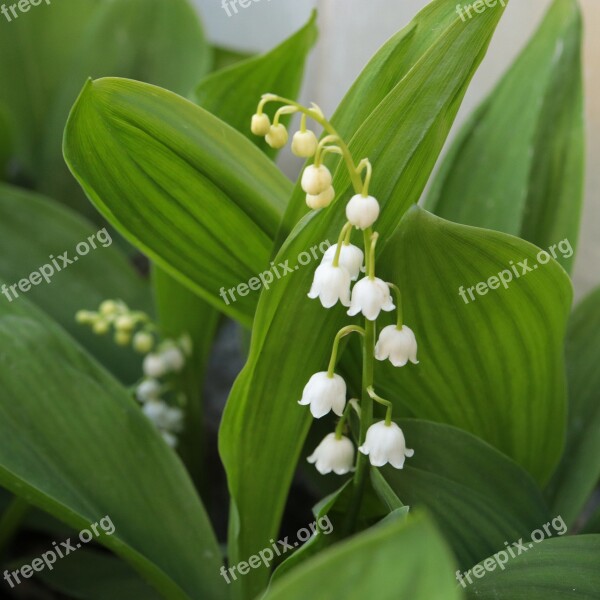 Valley May 1 Thrush Plant Bell