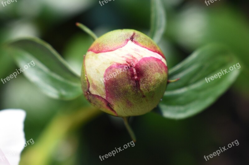 May Flower Bud Blossom Bloom Nature