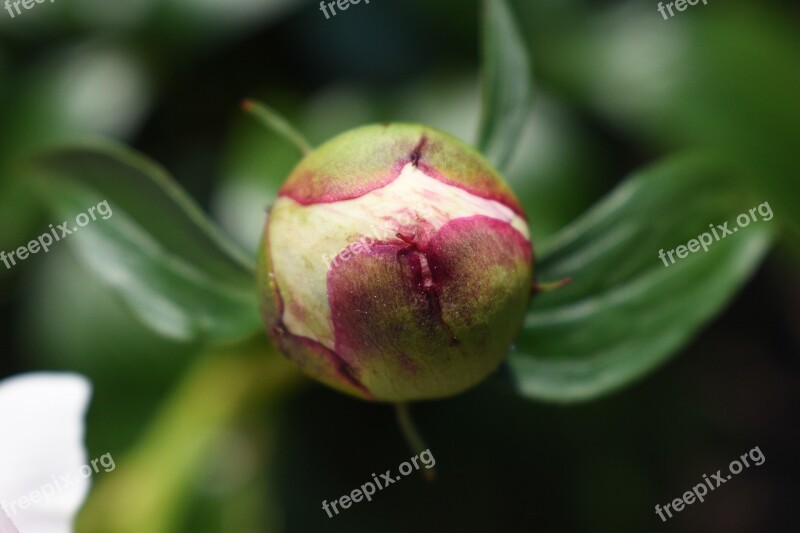 May Flower Bud Blossom Bloom Nature