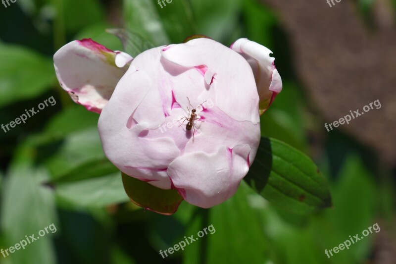 May Flowers Flora Outdoors Bloom Pink