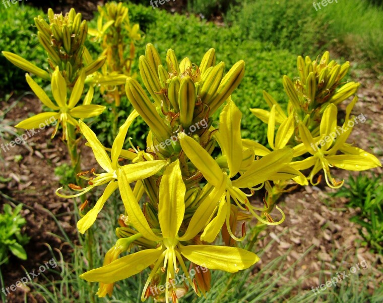 Asphodeline Lutea Junker Lily Goldwurz Yellow Flowers Bud