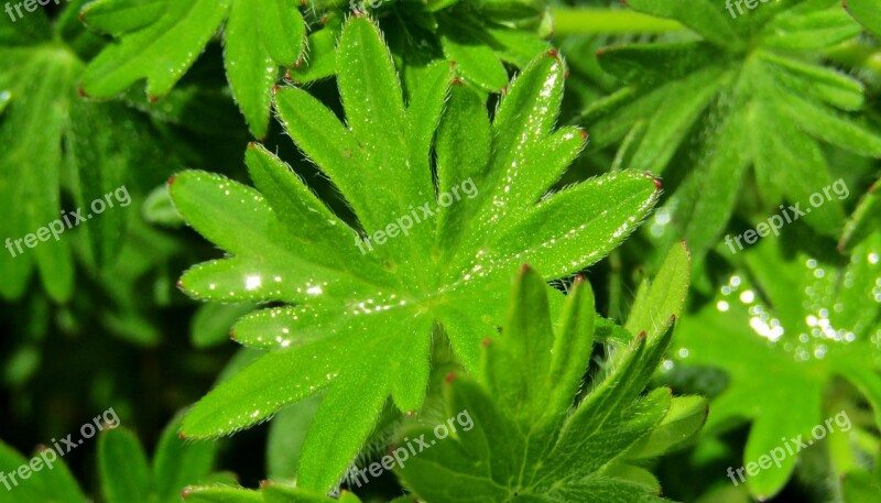 Leaves Drop Of Water Sparkling Green Garden