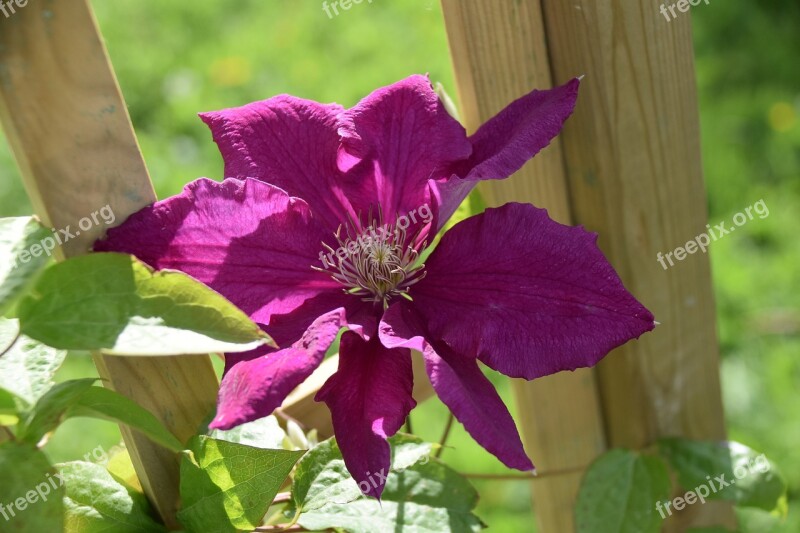 Flower Clematis Green Leaves Clematis Fuchsia Nature