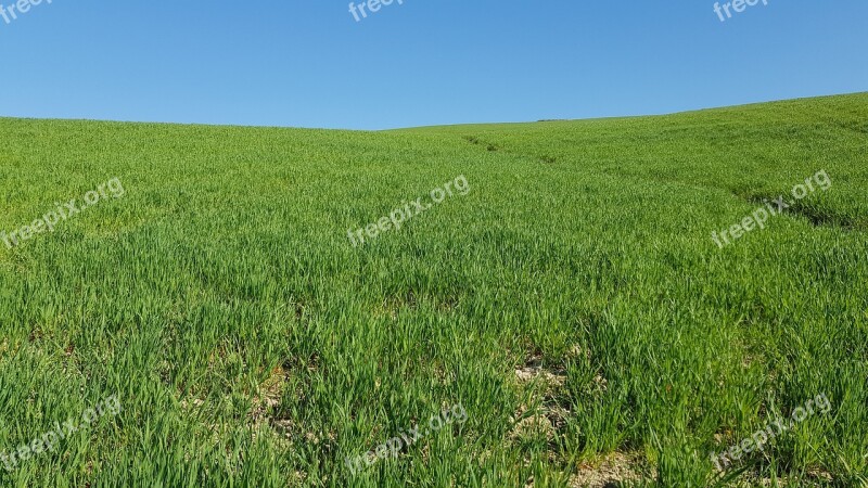 Grass Field Tuscany Nature Rural