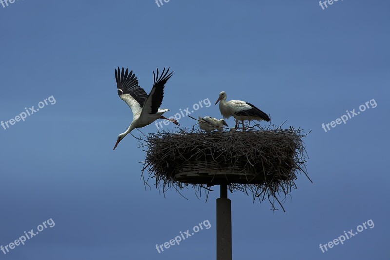 Stork Bird Wing Animals Rattle Stork