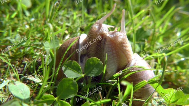 Garden Snails Nature Love Free Photos