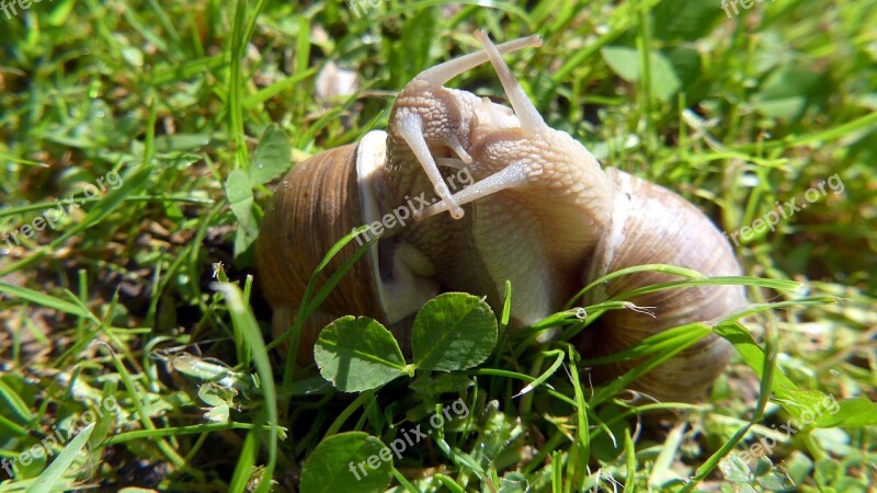 Garden Snails Nature Love Free Photos