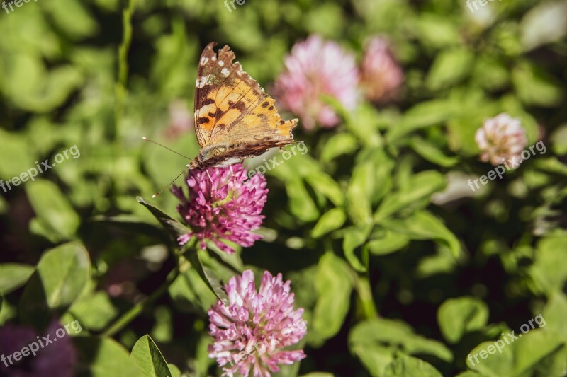 Butterfly Flower Nature Insect Summer