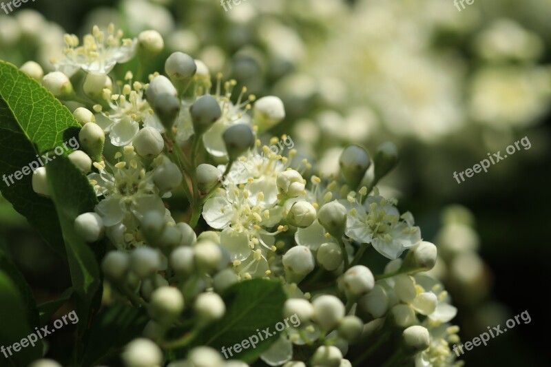 Pyracantha Bush Garden Flowers Bloom