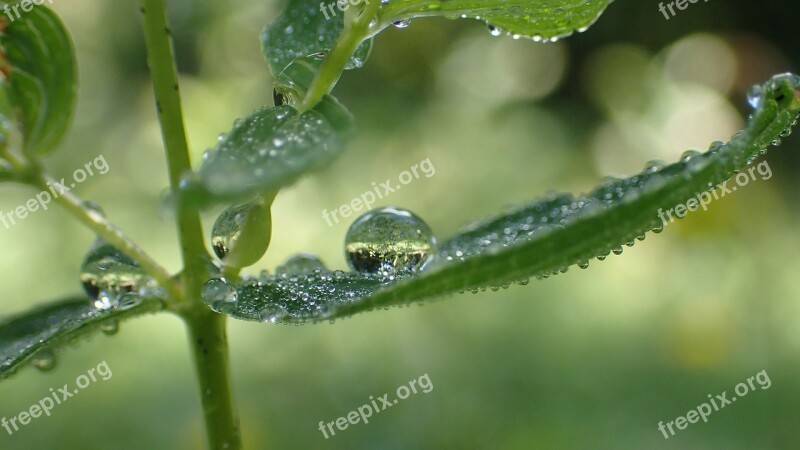 Biodiversity Water Green Leaves Nature