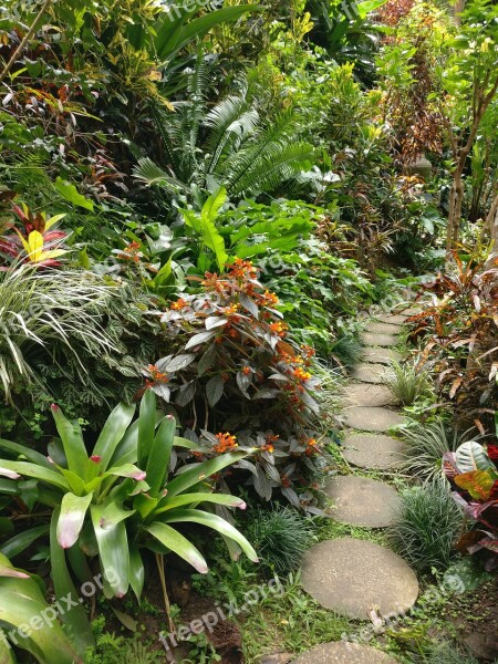 Nature Green Plants Forest Path