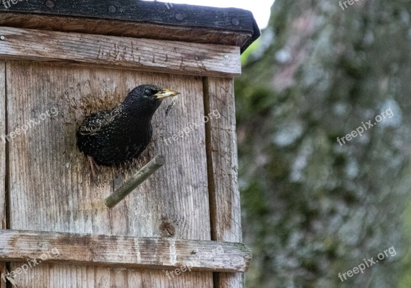 Animals Birds Songbirds Star Stare