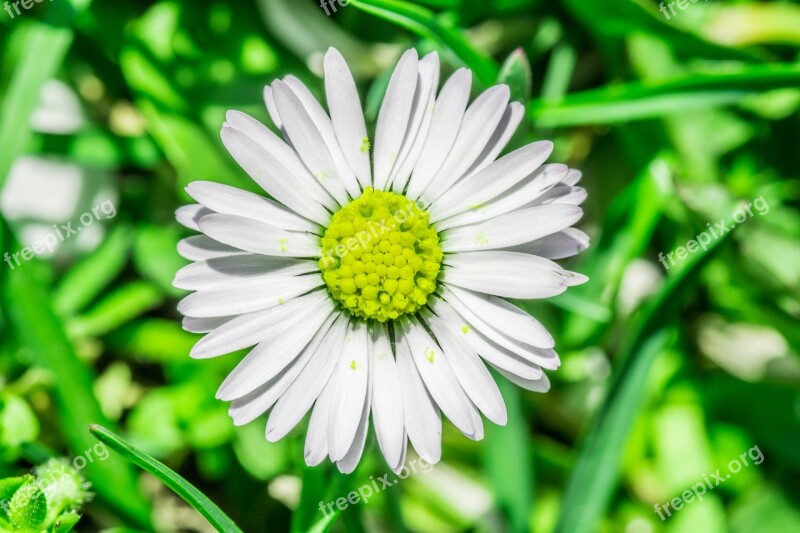 Daisy Flower Grasshopper Meadow Spring