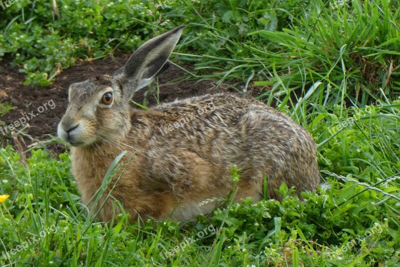 Haas Pasture Grass Long Ears Meadow