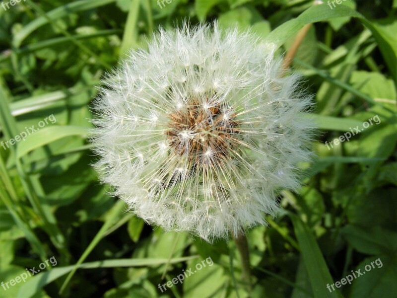 Dandelion Sphere Star Green Grass