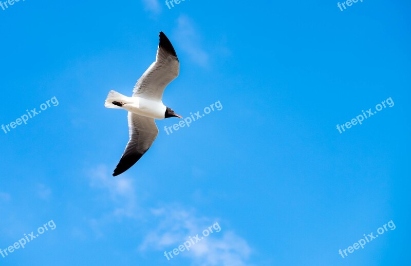 Laughing Gull Bird Seagull Bird-photography Beach